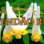 5 Maneiras de Melhorar as Varizes de Forma Eficiente
