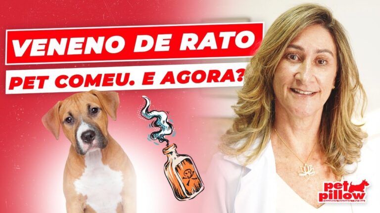 Veneno de rato fatal para cachorros: como proteger seu animal de estimação