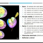 Benef&iacute;cios do Gengibre para a Pr&oacute;stata: O que Voc&ecirc; Precisa Saber