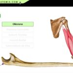 Aorta Ateromatosa: Significado e Implicações
