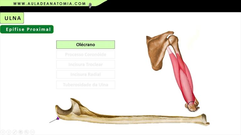 Anatomia do Rádio e Ulna: Estrutura e Funções | Actualizado febrero 2025