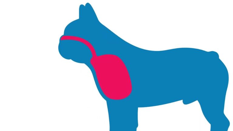 Azitromicina para Pets: Guia Completo de Uso e Benef&iacute;cios