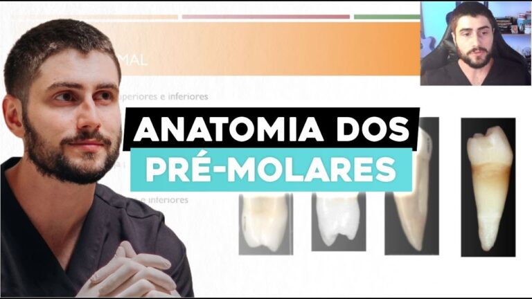 Molar Dente Pr&eacute;-Molar: Fun&ccedil;&atilde;o e Cuidados
