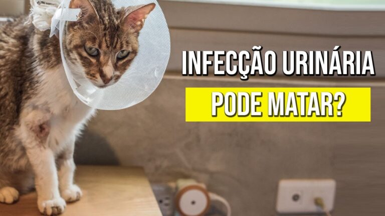 Remédio eficaz para infecção urinária em gatos | Actualizado mayo 2026