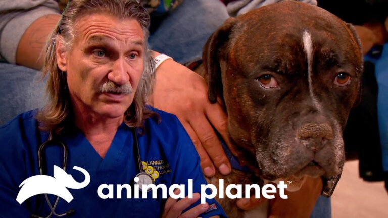 O que saber sobre os linfonodos do seu cachorro