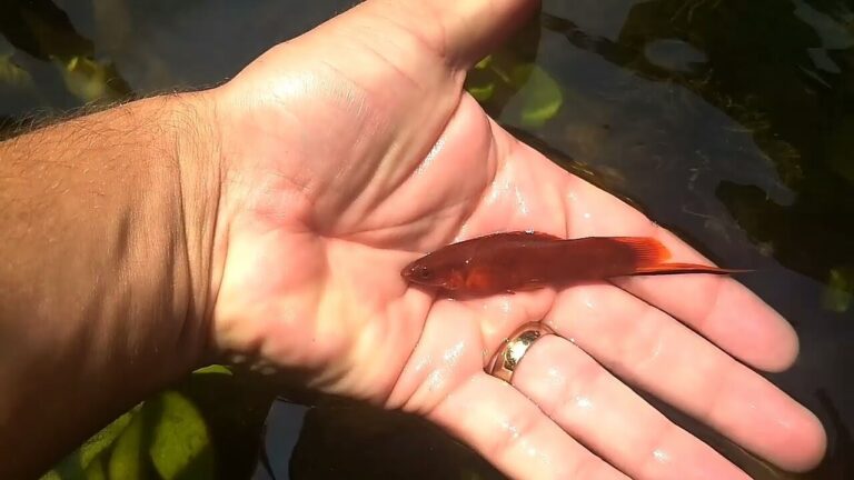 A Importância do Peixe-Espada Sangue na Gastronomia