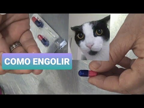 Ciprofloxacino para gatos: uso, dosagem e efeitos colaterais