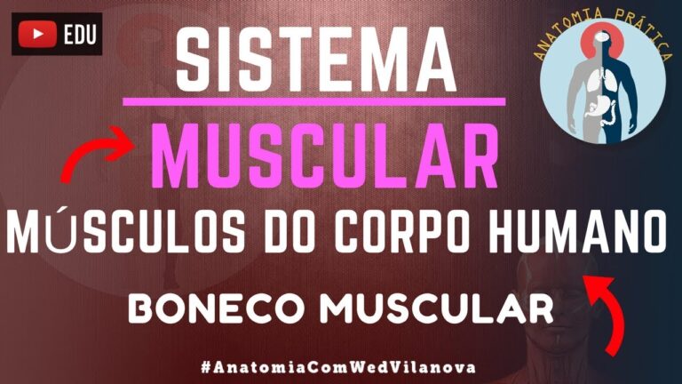 Guia Completo de Anatomia Muscular do Corpo Humano