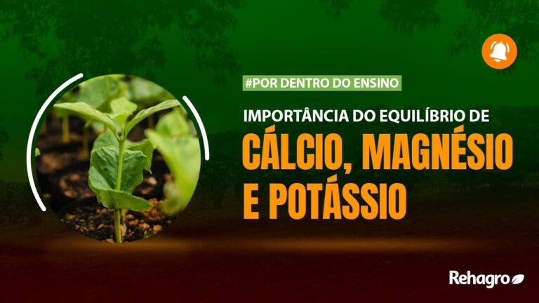 Benefícios do Potássio, Magnésio e Cálcio: Importância para a Saúde