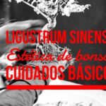 Calculadora da Taxa de Filtra&ccedil;&atilde;o Glomerular: Como Usar e Interpreta&ccedil;&otilde;es