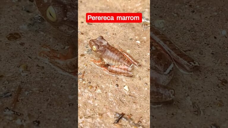 Descubra os Segredos da Perereca Marrom