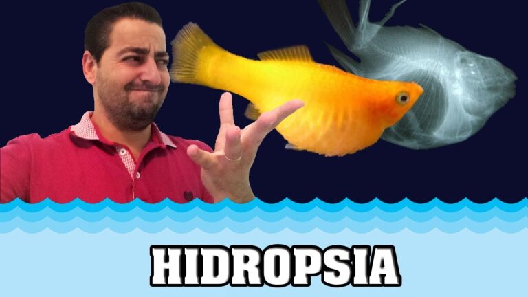 Tratamento eficaz para peixe com barriga inchada