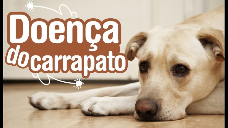 Carrapatinho Preto: Guia Completo sobre Prevenção e Controle