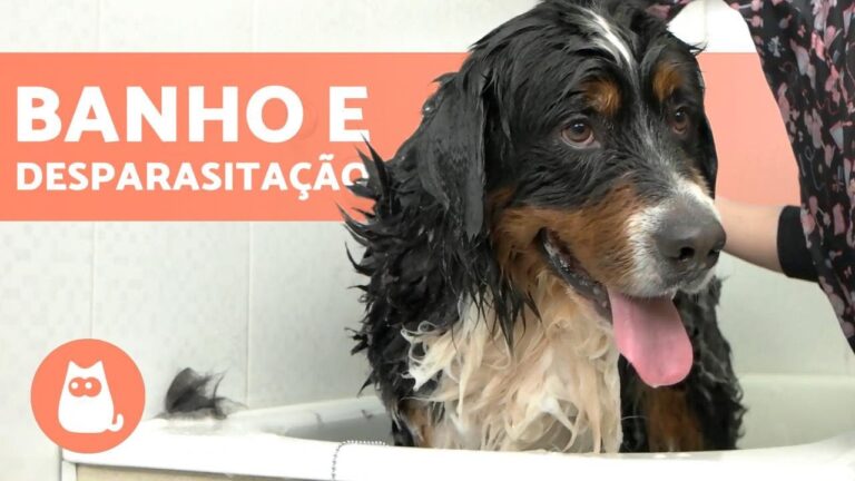 Duração ideal da barragem para cães: Quanto tempo deixar o seu pet sozinho