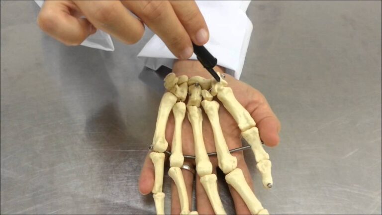 Anatomia do Esqueleto de Mão: Estrutura e Função