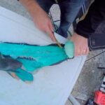 Guia para Aliviar a Dor Aguda no &Acirc;nus