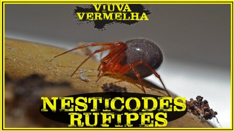 Aranha Bunda Vermelha: Conheça a Espécie e Seus Perigos