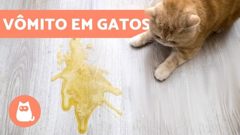 Sonhar Vomitando: Significado e Interpretação | Actualizado mayo 2026