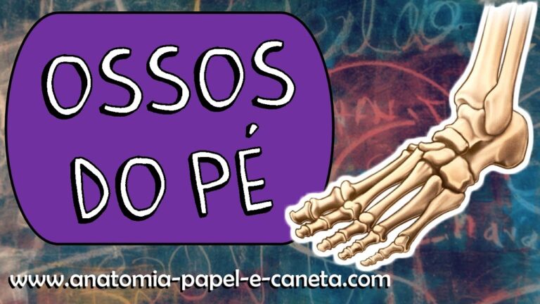A Importância do Pé Esqueleto: Estrutura e Funcionamento