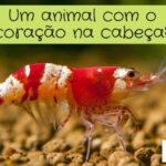 Tontura e pressão na cabeça: causas e tratamentos