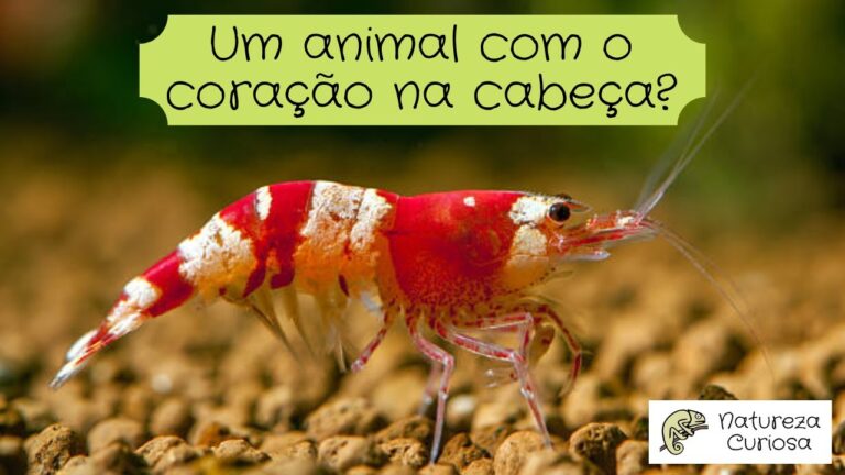 Ter o Coração na Cabeça: O Poder da Inteligência Emocional