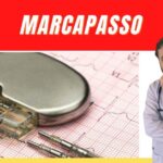 Gatos picados por abelha: O que fazer em caso de emergência