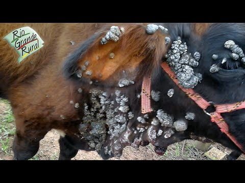 Ácido Fólico: Para que Serve?