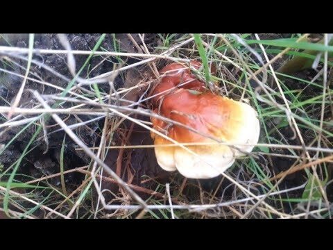 Os Benef&iacute;cios do Ganoderma Lucidum: Conhe&ccedil;a as Propriedades do Ganoderma