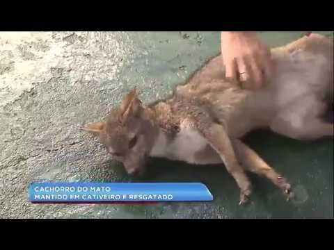 Cachorro-do-mato: saiba o que fazer se morder