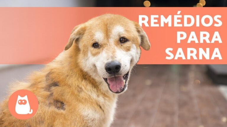 O Melhor Rem&eacute;dio para Sarna em Cachorros