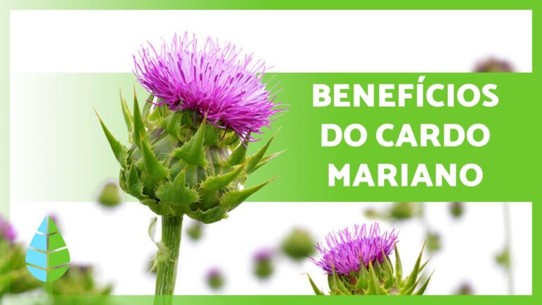 Benef&iacute;cios da Carduus Marianus na Homeopatia