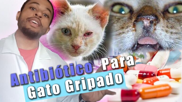 Uso de Antibióticos em Gatos: O Que Você Precisa Saber