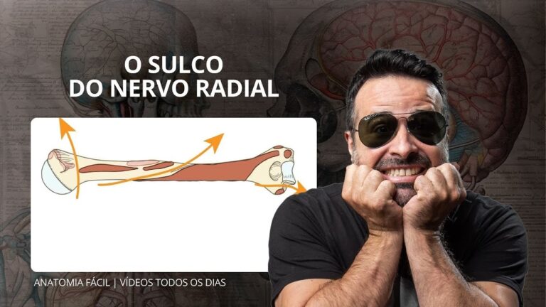 Explorando o Sulco do Nervo Radial: Uma Revisão Abrangente