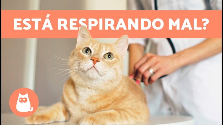 Por que meu gato est&aacute; roncando ao respirar?