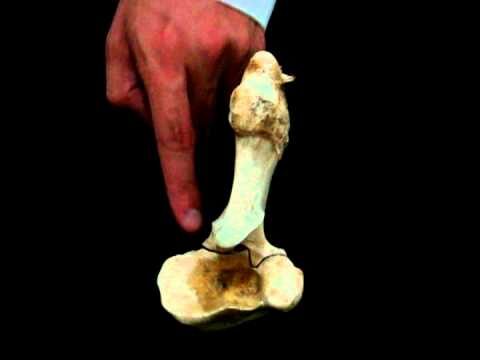 Processo coronoide da ulna: estrutura e função