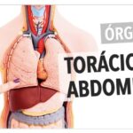 Benefícios do Vinho na Gravidez: Mitos e Verdades