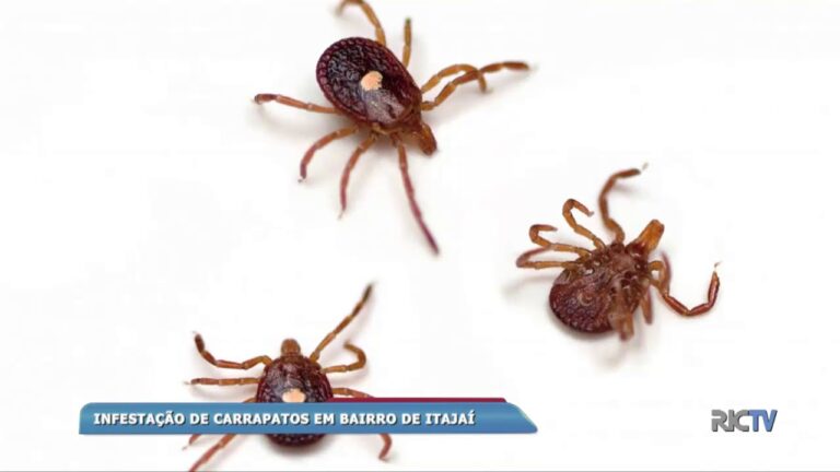 Identificação do Carrapato Pequeno Marrom: Guia Completo