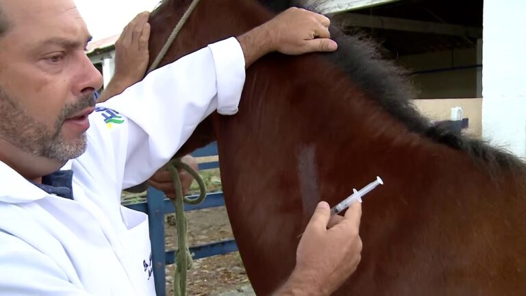 Vacina Antitet&acirc;nica para Cavalos: Import&acirc;ncia e Administra&ccedil;&atilde;o