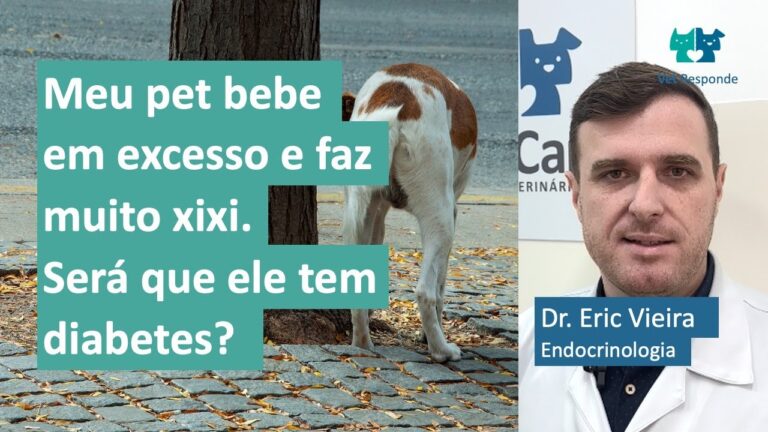 Excesso de sede e micção em cachorros: causas e cuidados