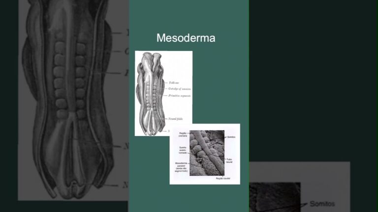 O Papel do Mesoderma Esplâncnico no Desenvolvimento Embriológico