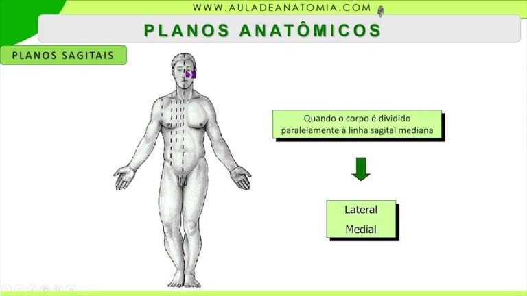 Anatomia: Plano Mediano