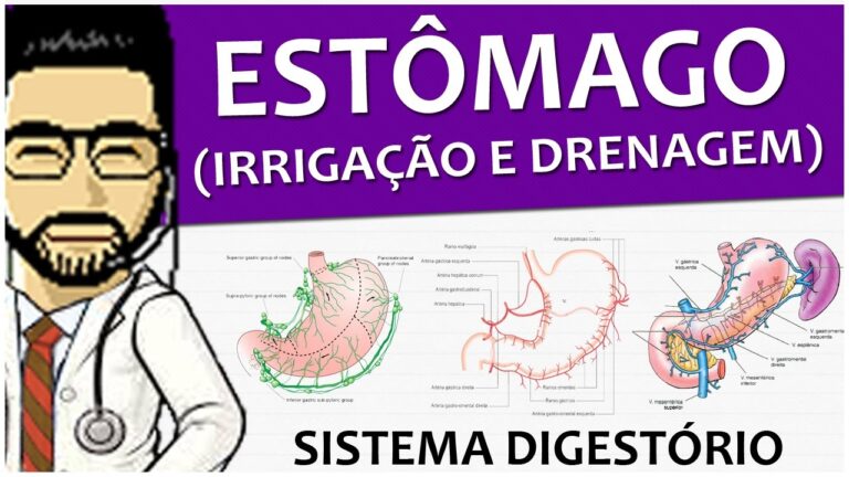 Inervação do Estômago: Uma Visão Abrangente