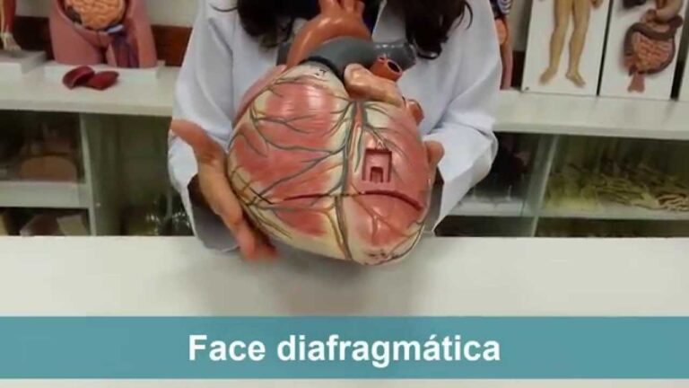 Aurícula Direita: Função e Importância