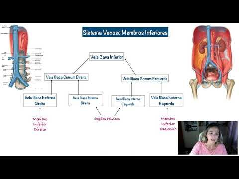 Anatomia Venosa do Membro Inferior