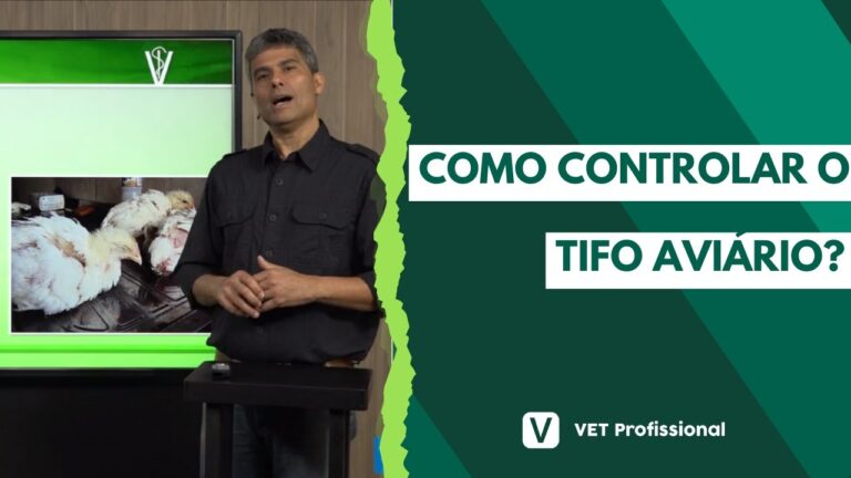 Tifo Aviária: Entendendo suas Causas e Prevenção