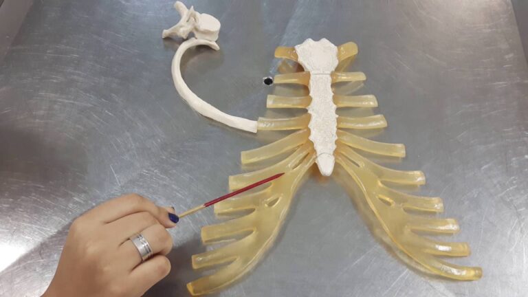 Articulação Manubrioesternal: Função e Importância