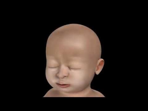 Fontanela Lambdóide: O que você precisa saber