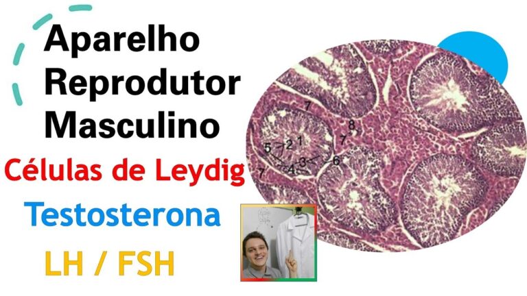 O Papel das Células de Leydig na Produção de Testosterona