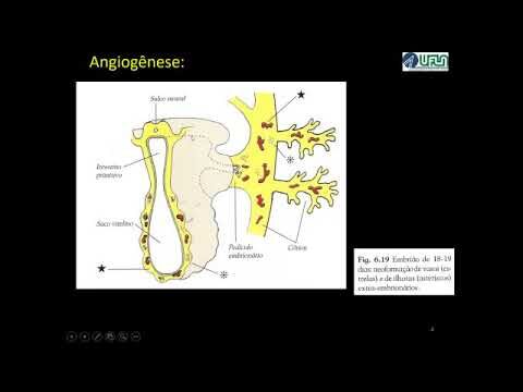 Entendendo a Angiogênese: O Que É e Sua Importância