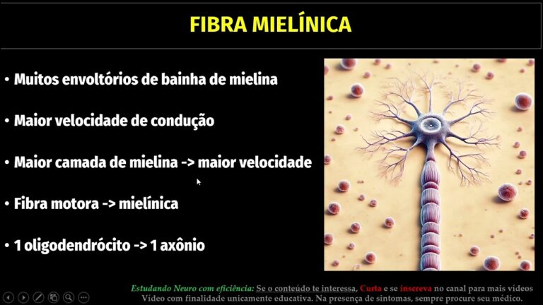 Importância da Fibra Mielínica: Uma Visão Concisa
